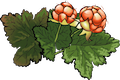 salmonberry
